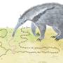 anteater.jpg